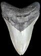 Megalodon Tooth - North Carolina #49519-1